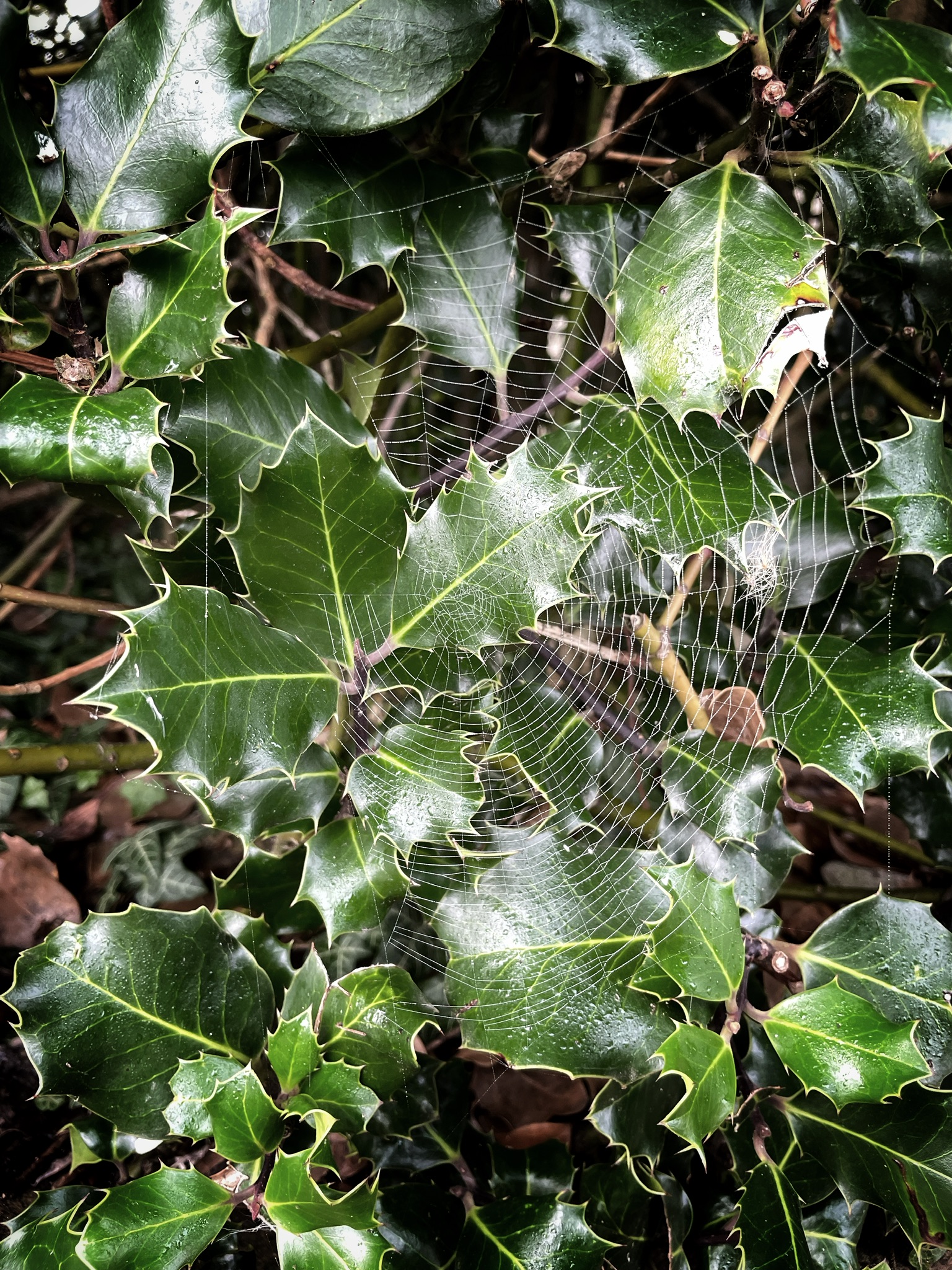 Autumn Web