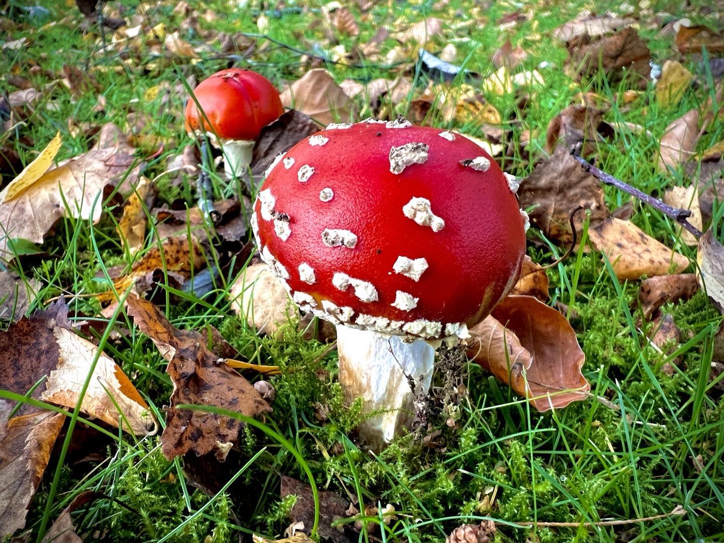 Mushroom Minus the Fairies