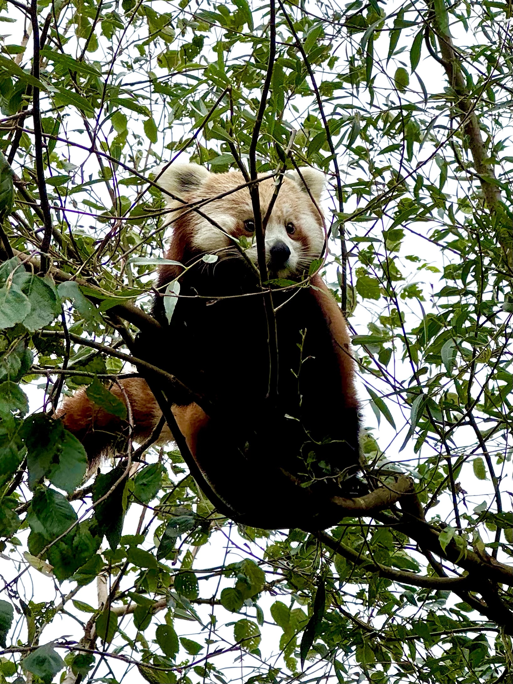 Red Panda