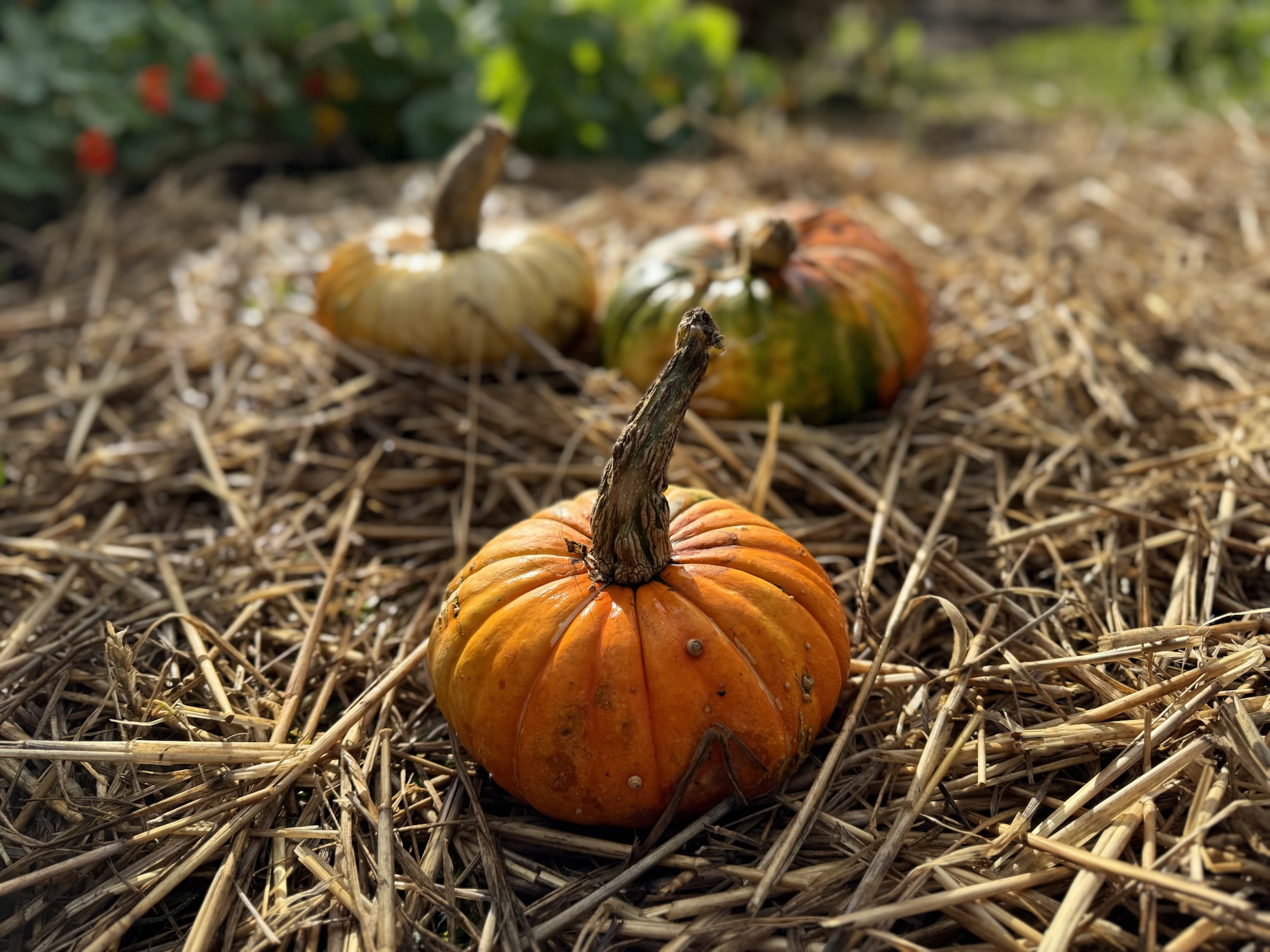 Pumpkin Patch