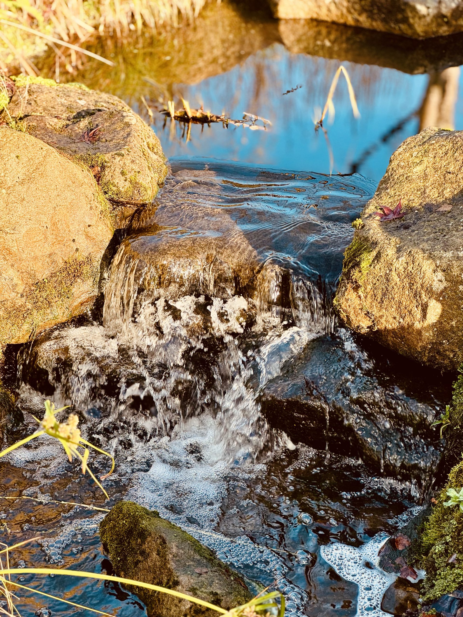 Babbling brook at RHS Bridgewater